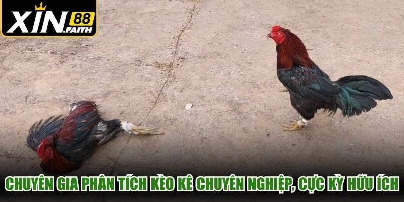 Chuyên gia phân tích kèo kê chuyên nghiệp, cực kỳ hữu ích