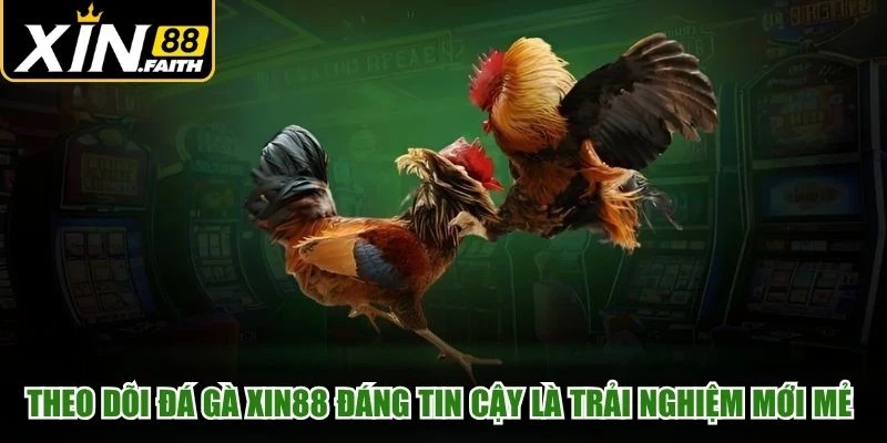 Theo dõi đá gà XIN88 đáng tin cậy là trải nghiệm mới mẻ nhất