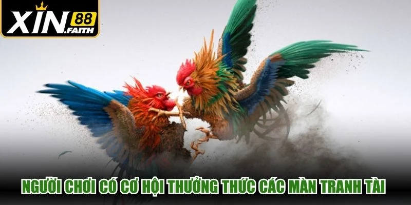 Người chơi có cơ hội thưởng thức các màn tranh tài chọi kê cuốn hút